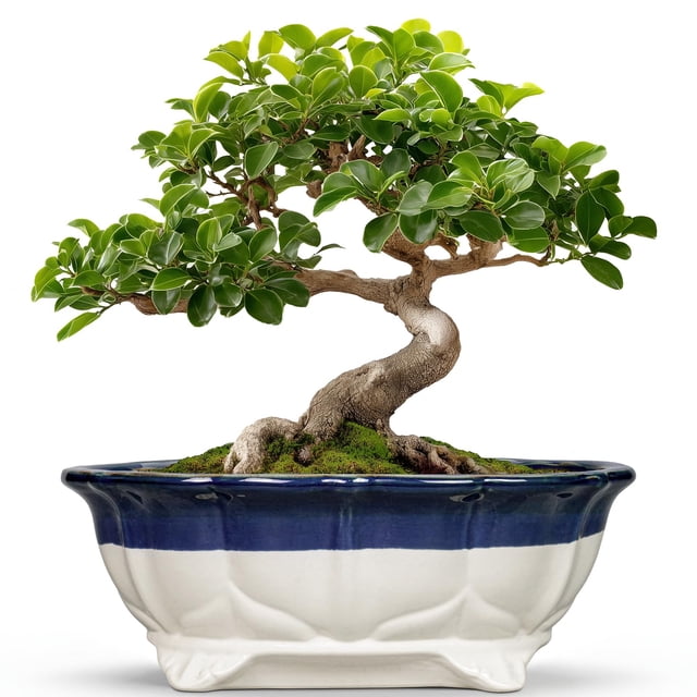 Maceta de cerámica para bonsáis Planter Teagas de 11 pulgadas con orificio de drenaje