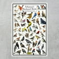 thumbnail image 2 of Arkansas's Backyard Birds Poster - Arkansas Bird Chart Highlighting Birds At Your Bird Feeder, 2 of 5
