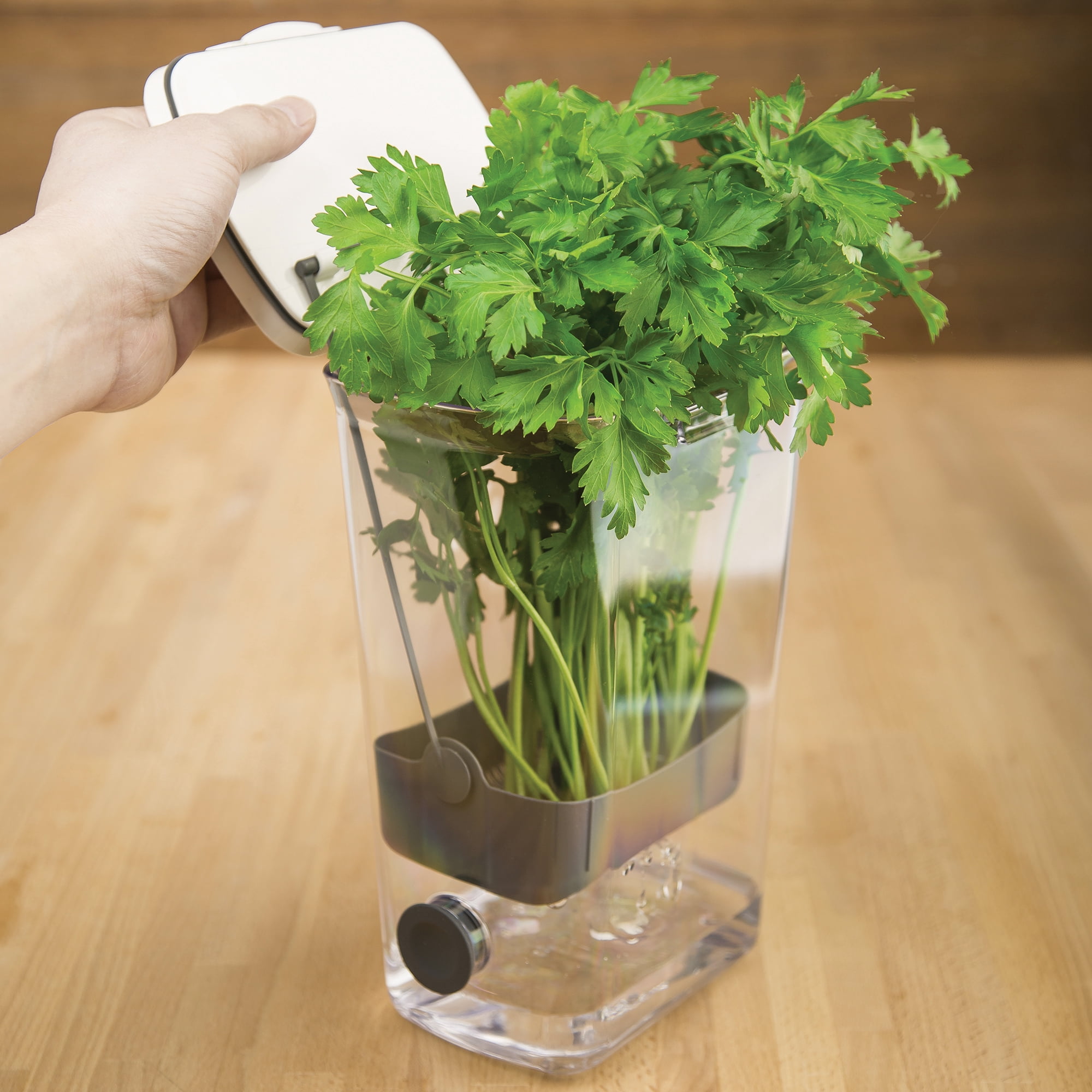 Progressive International PKS-930 Plastic ProKeeper Herb Keeper, 1 Piece, White