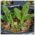 thumbnail image 3 of Everwilde Farms - 1 lb Sweet William Garden Flower Seeds - Gold Vault Bulk Seed Packet, 3 of 3