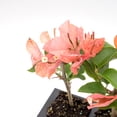 thumbnail image 2 of 12 James Walker Bougainvillea, Live Plants – Fast-Growing Tropical Vine, Thriving in 2.5" Nursery Cubes, 2 of 7