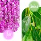 thumbnail image 2 of Flores Artificiales de Glicina, Plantas Artificiales de Wisteria Colgantes, con cincha, Decoración para Hogar, Exterior, Boda, Jardín, Fiesta., 2 of 4