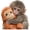 B-1pcs, variant on Esterze Punch Monkey Plush Stickers, Protect Punch The Monkey, Cute Monkeys Holding Plush Toy, Fun Vinyl Decal Sticker for Room Decor