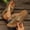 Gold, variant on Women's Floral Wedge Sandals, Elegant Toe-Post Flip Flops with Flower Detail, Stylish Summer Wedge Heels for Casual & Vacation Looks Black 7(39)