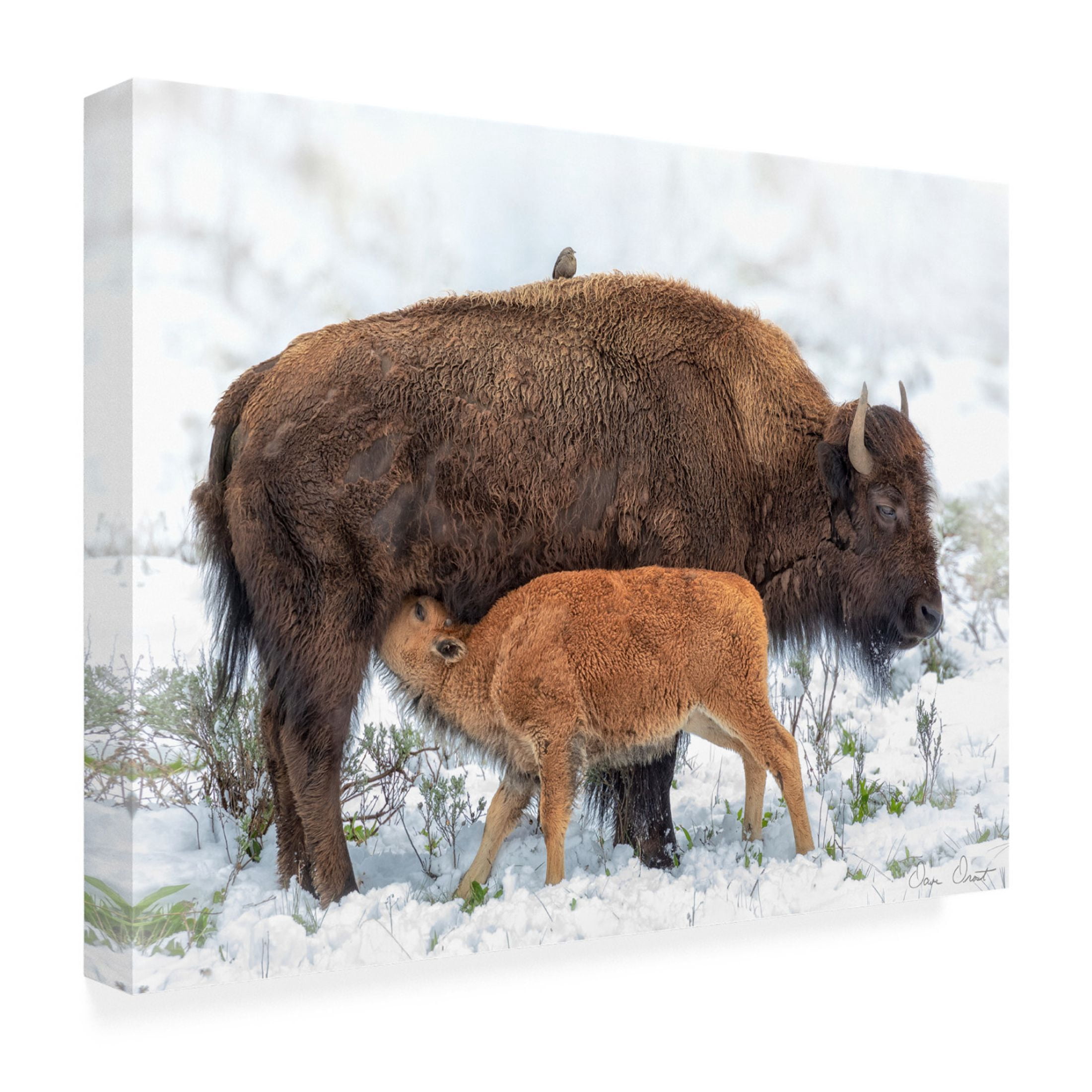 Trademark Fine Art David Drost  Mother's Milk Canvas Wall Art