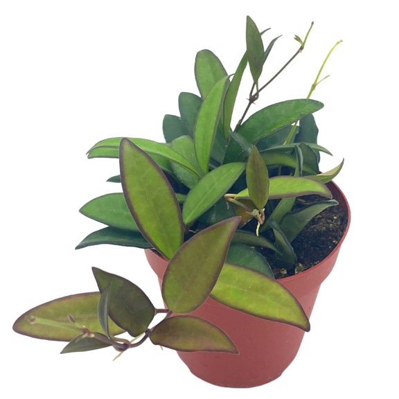 Florida House Plants 4" Hoya Rosita Live Plant in Pot