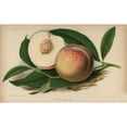 thumbnail image 2 of Peach Alexander Cultivar, Prunus Persica Poster Print By ® Florilegius Mary Evans (36 X 24), 2 of 4