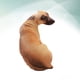 thumbnail image 5 of 1PC 50CM 3D Simulación Perro Almohada Estéreo Peluche de juguete para el banco del sofá del hotel en casa (Sabueso), 5 of 5