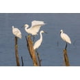 thumbnail image 2 of Ditto, Larry 18x13 Gold Ornate Wood Framed with Double Matting Museum Art Print Titled - Snowy egrets (Egretta thula) perched, 2 of 4
