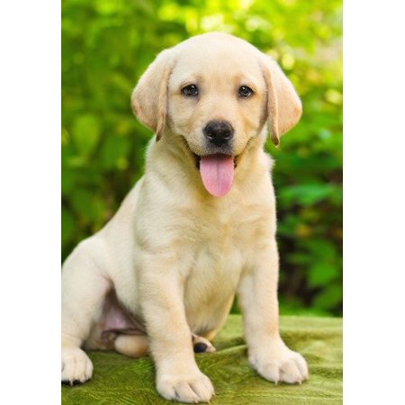 Acrylic Face Mounted Prints Conversations Labrador Retriever Puppy