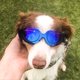 thumbnail image 2 of Gafas para perros Gafas coloridas Gafas de sol impermeables para mascotas Gafas para mascotas BANYUO Electrónica, 2 of 3