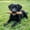 XS, variant on Coffee Wood Dog Chew Stick, Tough Chew Toy for Aggressive Chewers, Dog Teething Toy for Puppies, Coffee Tree Stick for Small Dogs, Chew Stick for Chewing Training, Pack of 1