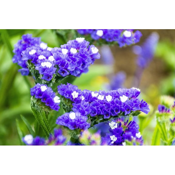 50 Purple STATICE / SEA LAVENDER Limonium Sinuatum Flower Seeds