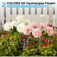 thumbnail image 6 of 6 Pack Solar Garden Lights Outdoor, LED Colorful Waterproof Solar Powered Hydrangea Flowers Landscape Lights for Patio, Outside Yard, Pathway Decorative, Décor, Two Lighting Modes, 6 of 8