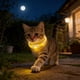 thumbnail image 1 of Collar De Plástico Collar LED recargable por USB para perros con luz intermitente, color amarillo, para perros pequeños, medianos y grandes (1 unidad) JASKFLY, 1 of 9