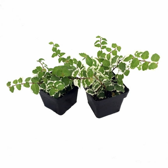 Creme & Green Creeping Fig 2 Plants - Ficus - 3" Pot - Terrarium/Fairy Garden