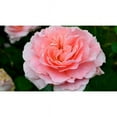 thumbnail image 3 of Rosa Savannah 10IN PTO, 3 of 4