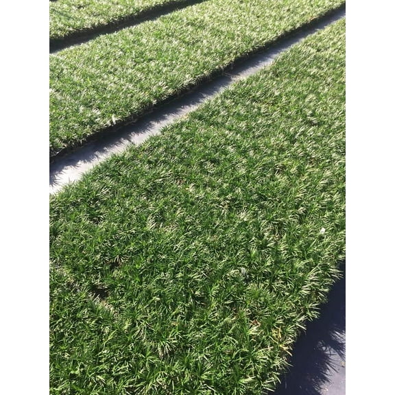 Dwarf Mondo Grass - 20 Live Plants - Shade Loving Evergreen Ground Cover Ophiopogon Japonicus Nanus