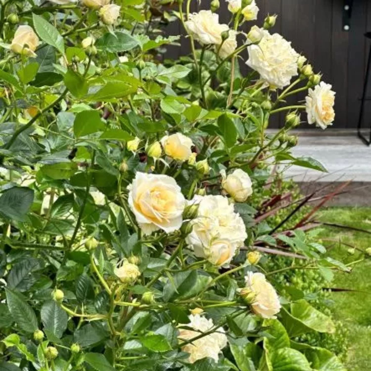 Expert Gardener 12-18" Showpiece™ Champagne Fragrant Shrub Rose with Pink Flowers Live Tree in 1 gal. Grower Pot