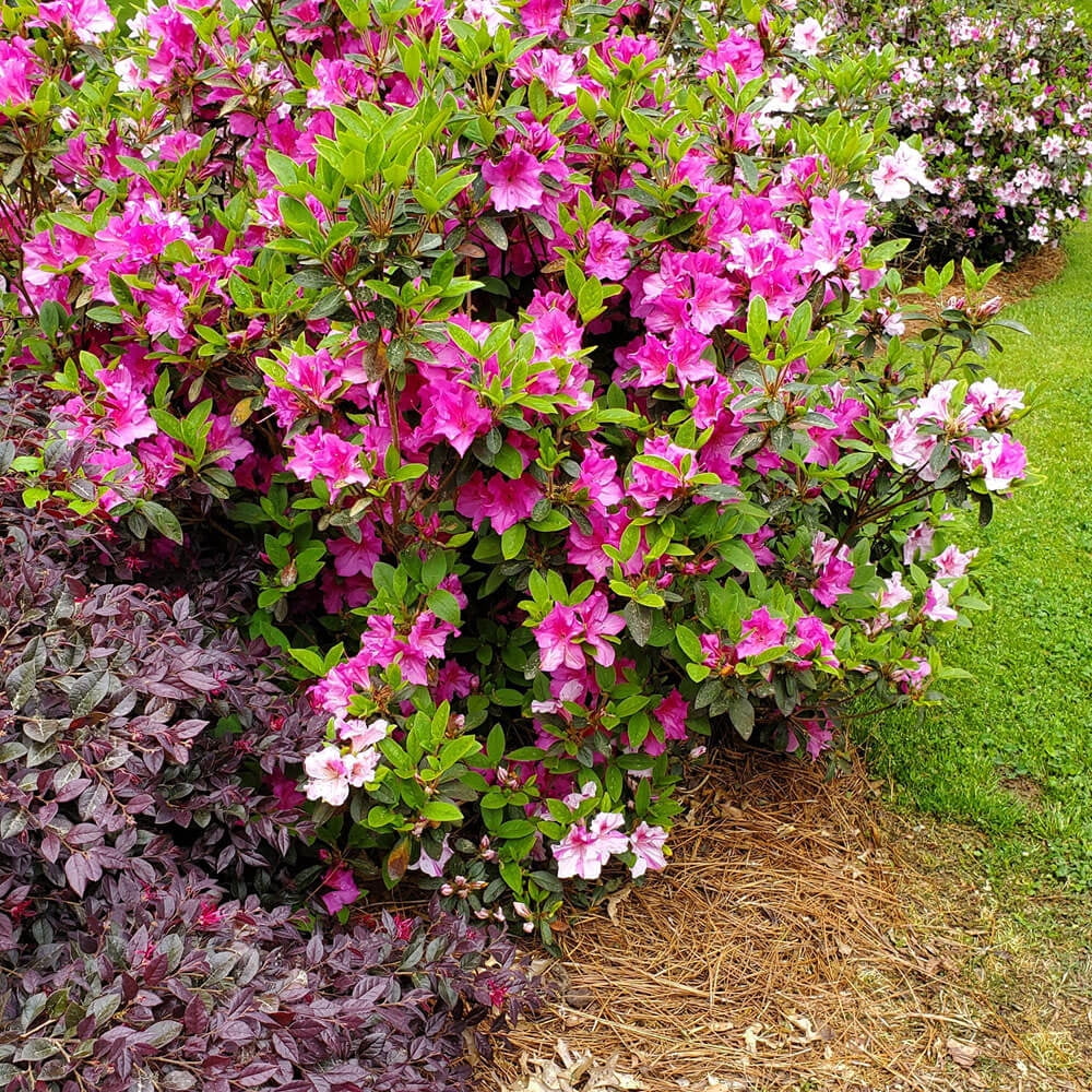 Encore Azalea Autumn Twist (1 Gallon) Purple and Pink Flowering Shrub - Full Sun Live Outdoor Plant