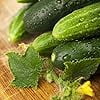 thumbnail image 6 of Long Green Improved Cucumber Seeds, 100+ Seeds Per Packet, Isla's Garden Seeds, Non GMO & Heirloom Seeds, Botanical Name: Cucumis sativus, 6 of 8