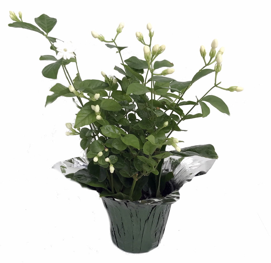 Hirt's Arabian Tea Jasmine Plant - Maid of Orleans - 4' Decorative Pot Cover