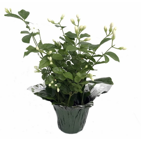 Indoor Jasmine Plants