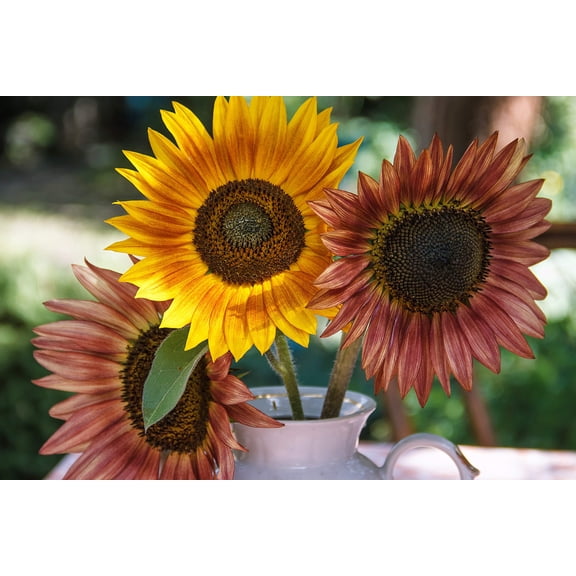 100 AUTUMN BEAUTY SUNFLOWER Helianthus Annuus Flower Seeds