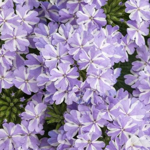 50 Violet White Verbena Seeds – Outdoor Flower Seeds for Garden Planting, Easy to Grow