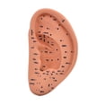 thumbnail image 2 of Tachiuwa Ear Model Educational Versatile Lab Supplies Simulation Smooth School Accessorie 22cm, 2 of 9