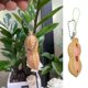 thumbnail image 1 of Maní Edamame Juguetes Guisantes Frijoles Llavero Anillo Rompecabezas Estrés Squeeze Juguete Ndcxsfigh Nuevos Originales, 1 of 5