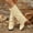 Beige, variant on Fold Over Knee High Cowboy Boots for Women, Pointed Toe Low Block Heel Faux Suede Tall Boots