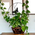 thumbnail image 2 of OULII Plants Climbing Trellis Metal Round Black Flower Garden Support 1Pcs, 2 of 8