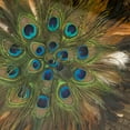 thumbnail image 2 of Abstract Feather Acrylic Framed Wall Art, 2 of 2