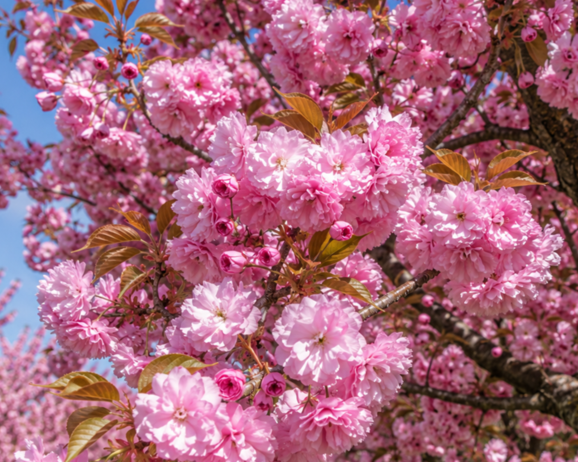Expert Gardener 3.25 Gallon Flowering Cherry Kwanzan Live Tree