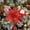 Red, variant on Suncoda Christmas Garlands Christmas Wreaths For Front Door Christmas Flowers Decorate The Christmas Tree, Christmas Wreaths, Gift Boxes And Indoor And Outdoor Decorations.