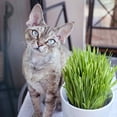 thumbnail image 3 of Cat Grass Seeds - Hordeum Vulgare Ornamental Grass Seed - 1000 Seeds, 3 of 3