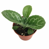 Naine Argente Asian Violet - Primulina - 2.5" Pot - Terrariums/Fairy/House Plant