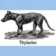 thumbnail image 3 of CafePress - Thylacine T Shirt - Light T-Shirt - CP, 3 of 4