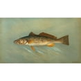 thumbnail image 2 of John L. Petrie 18x12 Gold Ornate Wood Frame and Double Matted Museum Art Print Titled - The Spanish Mackerel, Scomberomorus Maculatus. (1898), 2 of 4