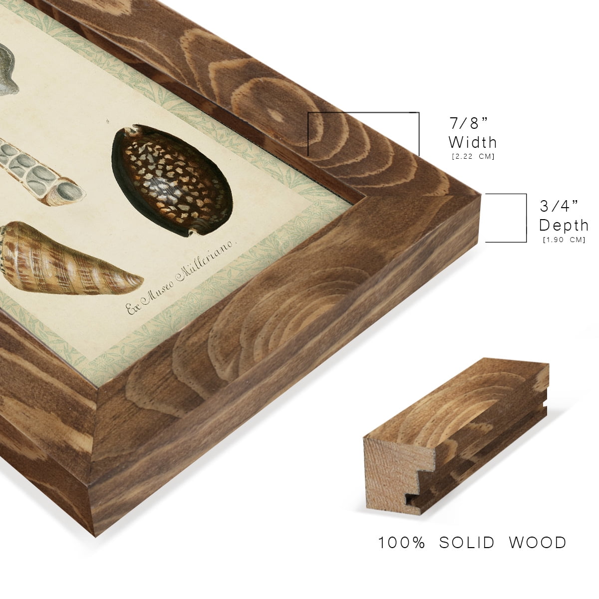 Bookplate Shells IX - Framed Print w/glass - Walnut