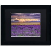 Trademark Fine Art "Lavender Sunbeams" Canvas Art by Michael Blanchette Photography Black Matte, Black Frame