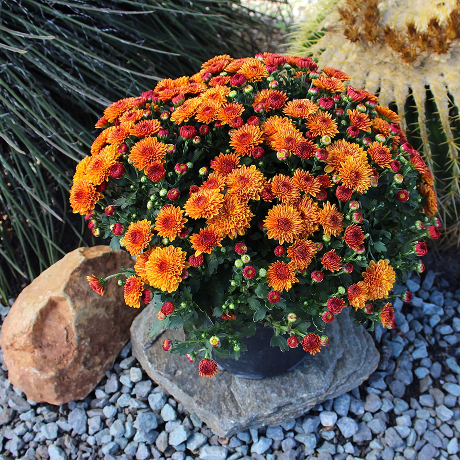 Expert Gardener 3.0QT Orange Mum Live Plant in Grower Pot Full Sun