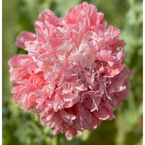 Pink Peony Poppy Papaver Paeoniflorum Premium Seeds for Planting Packet