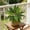 green#565, variant on Artificial Green Plant – Plastic Faux Potted Greenery for Indoor & Outdoor Decoration – Natural Realistic Look, Low Maintenance – Assorted Sizes – 1 Cutting