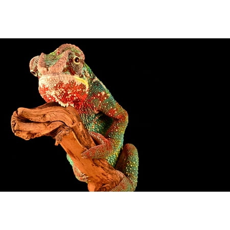 Lizard Point - LAMINATED POSTER Chameleon Colorful Lizard Animal Reptile Poster Print 24 x 36