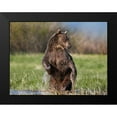 thumbnail image 2 of Fitzharris, Tim 24x19 Black Modern Framed Museum Art Print Titled - Grizzly bear, 2 of 5