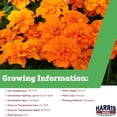 thumbnail image 5 of Harris Seeds - Marigold Safari Tangerine Seeds - Extra Large Flowers - 500 Seeds, 5 of 7