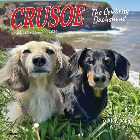 Willow Creek Press, Crusoe the Celebrity Dachshund 2026 Mini Wall Calendar, 7'' X 7'', 18-Month Calendar with Stapled Binding