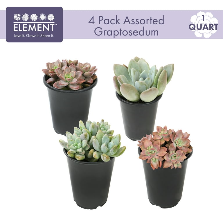 Altman Plants 4-Pack Graptosedum in 1.64-Pint Pot | 0872635